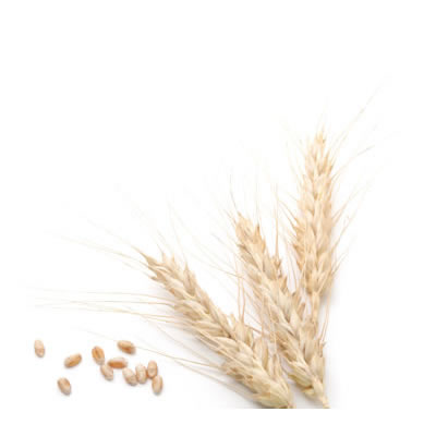 In the baking industry, wheat is utilized primarily in the form of flour.