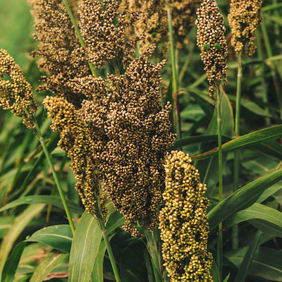 Sorghum grains can be used for a gluten-free flour.