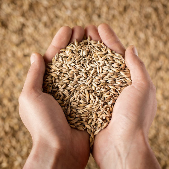 Grain traceability means the ability to identify at any specified stage of the grain supply chain from farmer to consumer where the food products come from.