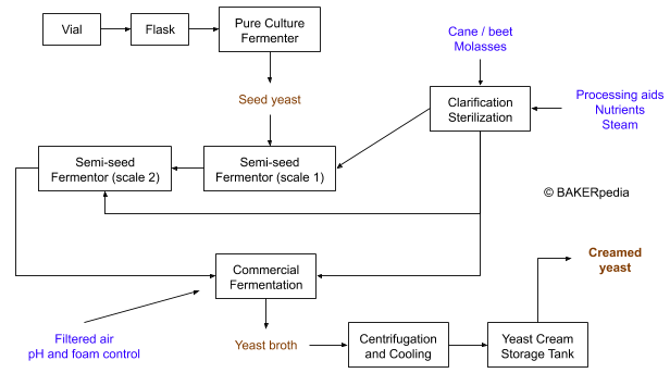 The production process for creamed yeast.