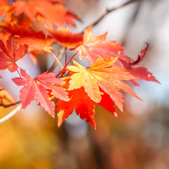Maple fiber is a multi-functional ingredient sourced from red maple trees and water.