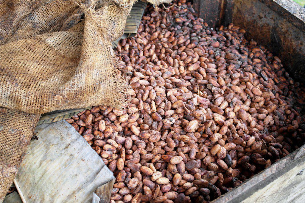 The fermentation of cocoa beans.