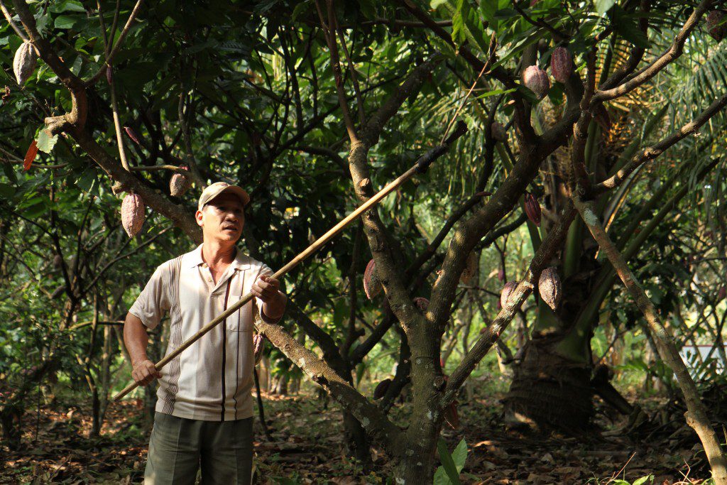 A farmer working on his cocoa farm.