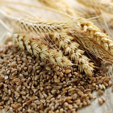 whole grain wheat kernels and ears