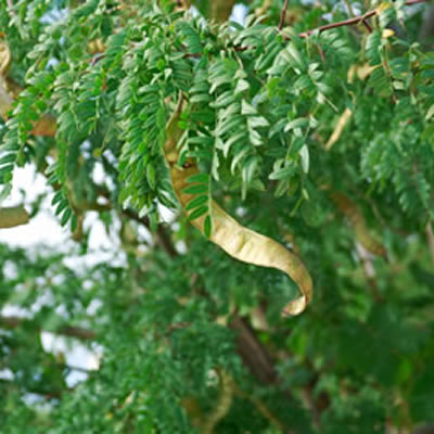 carob tree