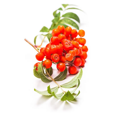 Sorbic acid is a food preservative which originated from rowan tree berries.