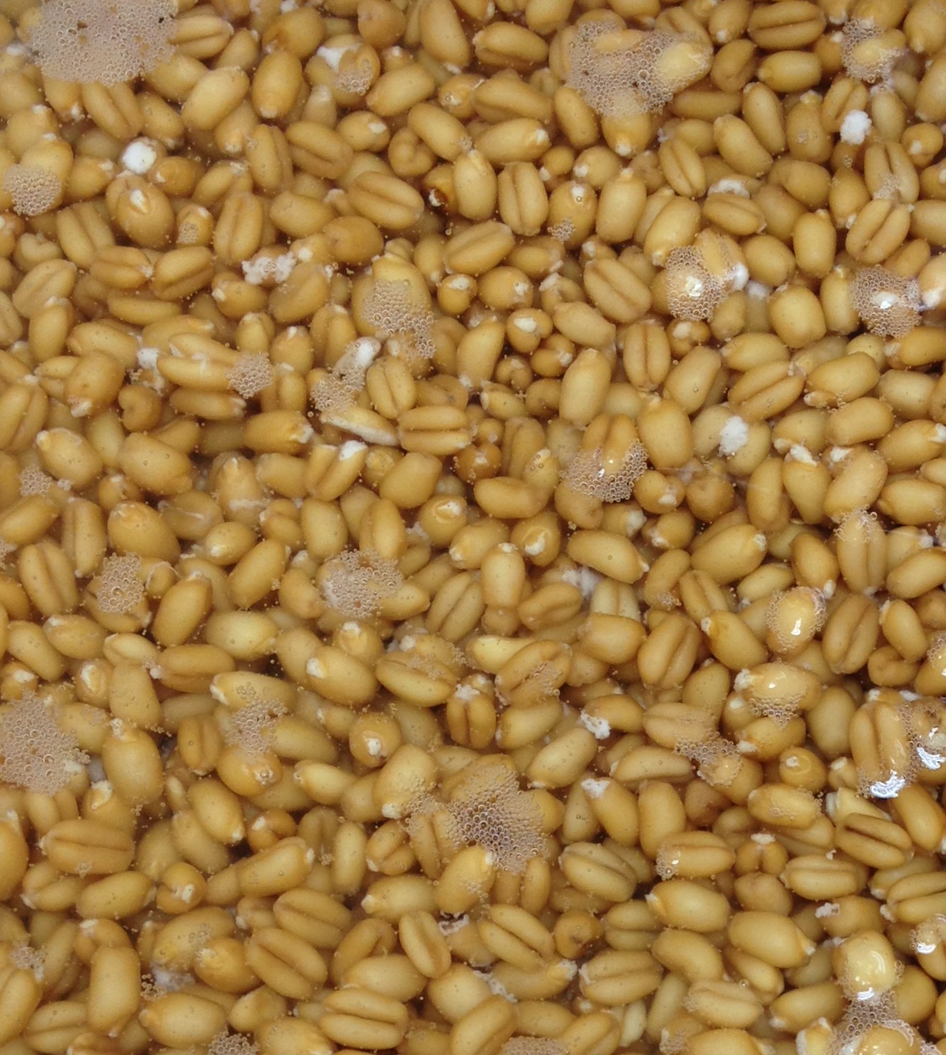 sprouted wheat berries grain