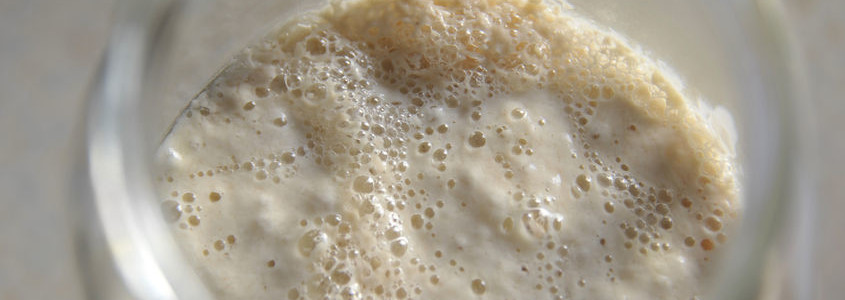 Biga When to use Biga as a preferment