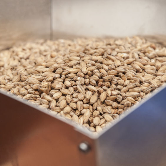Malt is the result of an enzymatic process for germinating grains and allowing them to sprout.