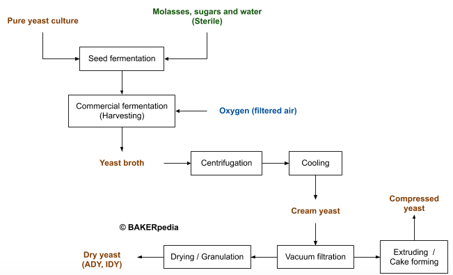Block diagram for the production of Baker’s yeast