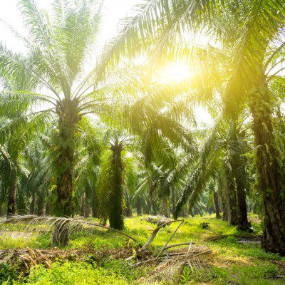Palm oil is harvested from palm tree farms.