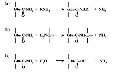 Figure 1 – Transglutaminase mode of action. a) Acyl transfer, b) Crosslinking of Gln and Lys residues in proteins or peptides, c) Deamidation.
