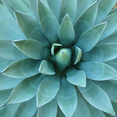 agave plant