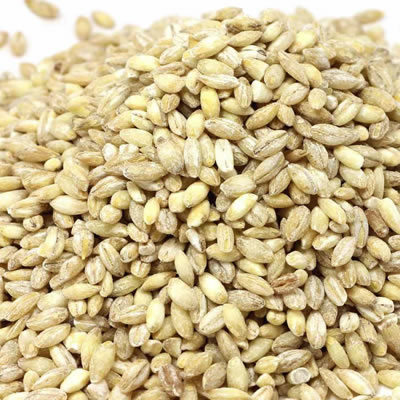 barley grains