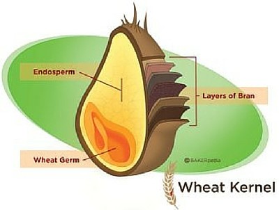 cross-section diagram of a wheat kernel